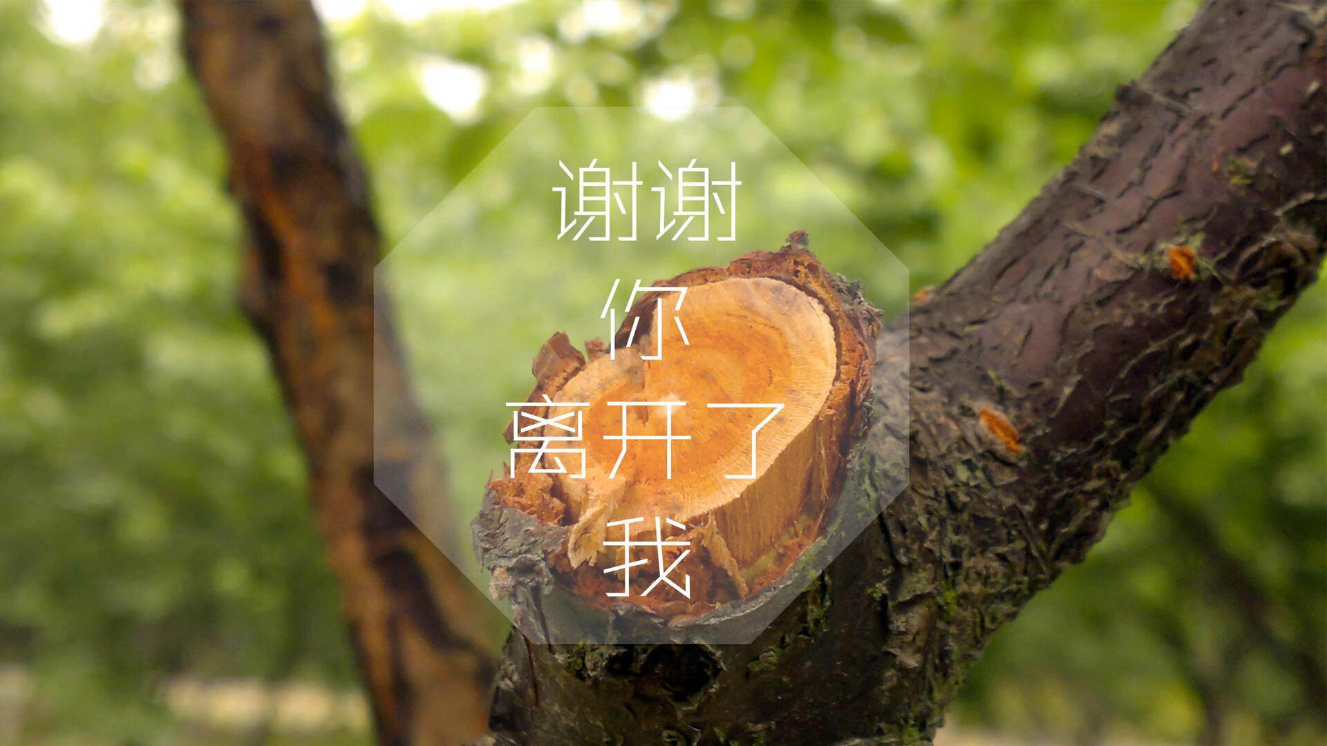 凯尔特人球队替补贡献持续上升，凯尔特人队球员