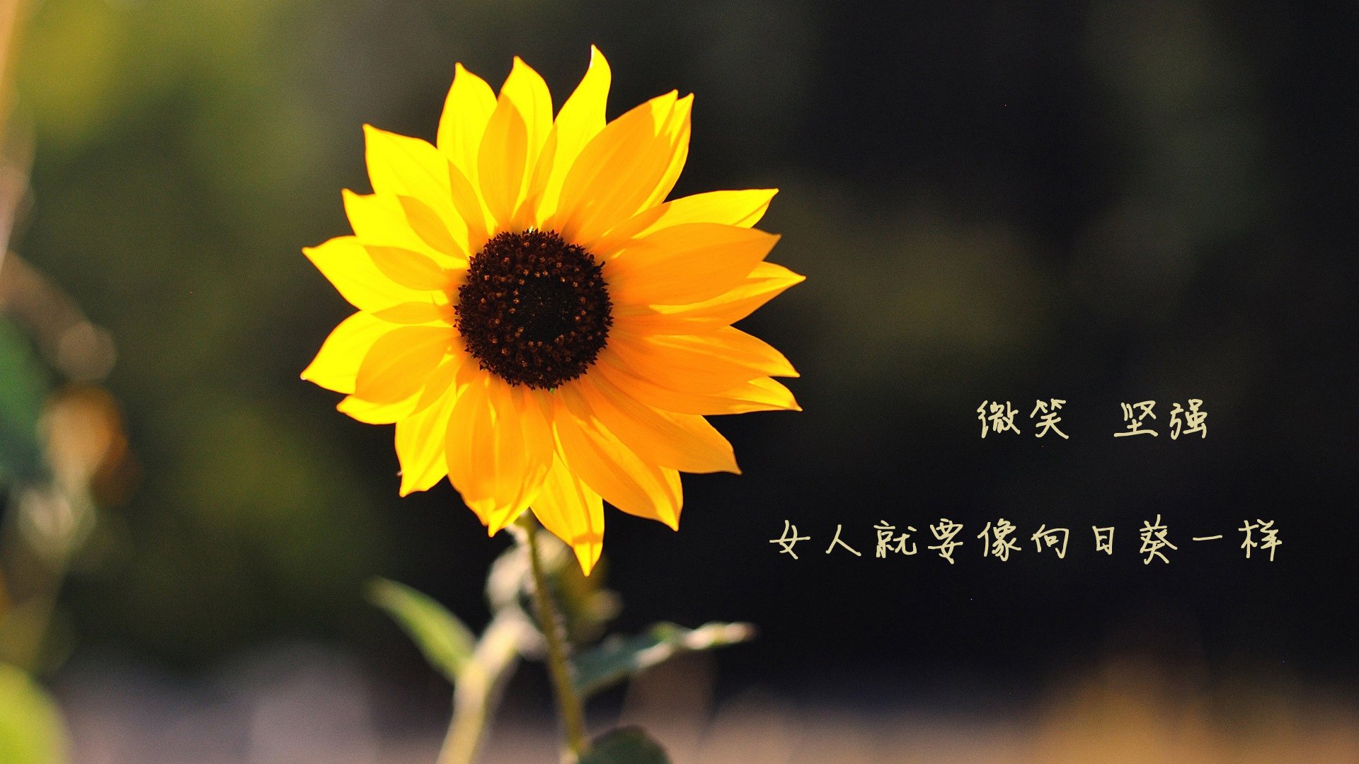 体育教学资源数字化转型路径及整合策略研究，体育数字教育资源获取与评价