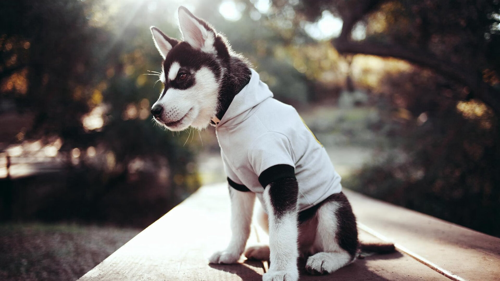 国家越野跑队发布赛事报名时间与资格要求，国家越野跑队发布赛事报名时间与资格要求