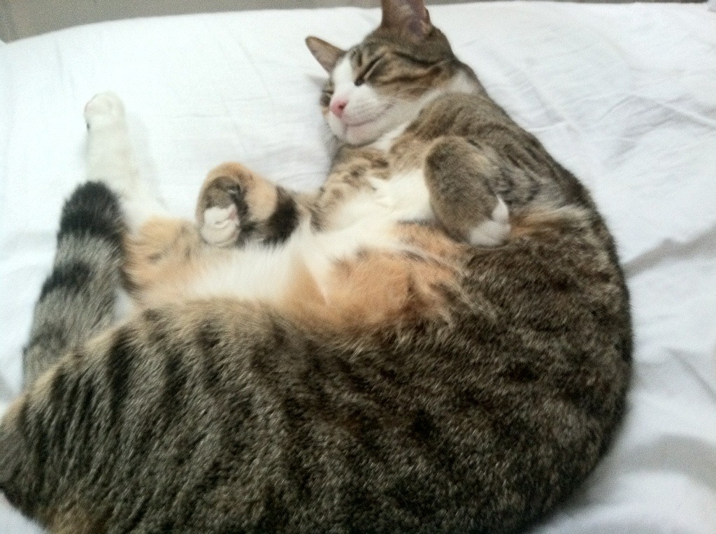 女子足球联赛注重品牌建设吸引更多观众关注，女子足球锦标赛