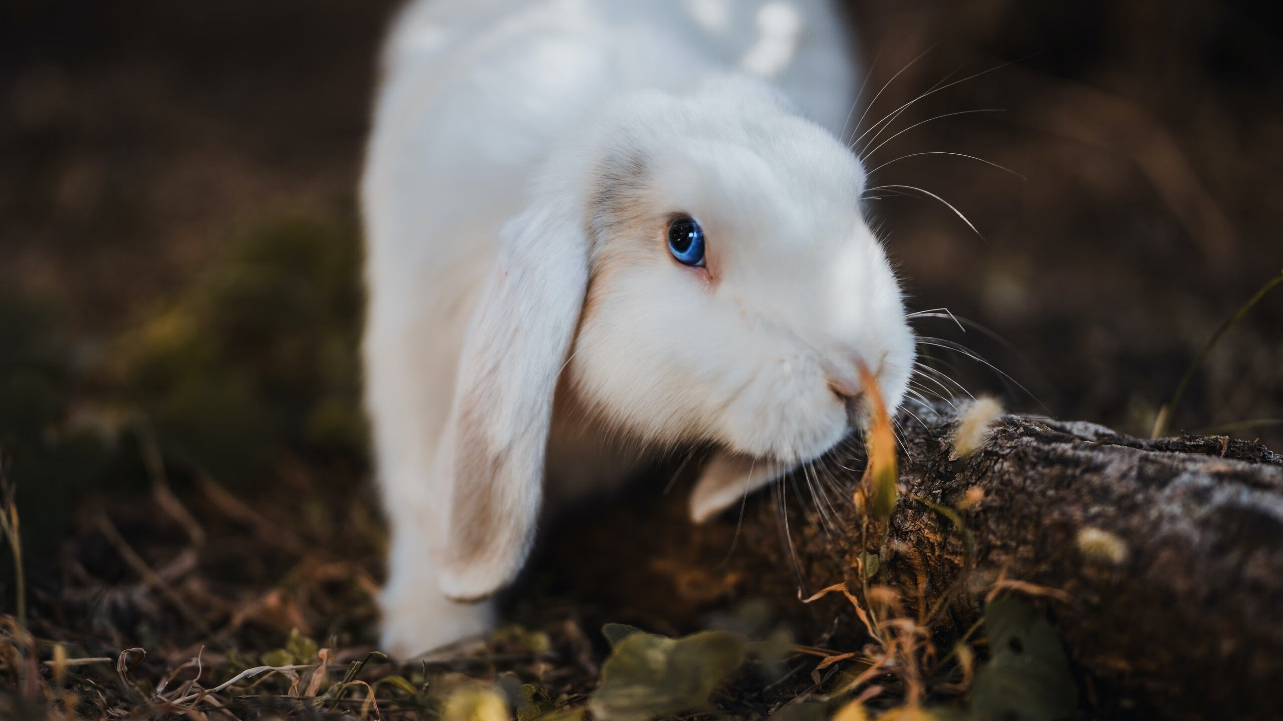 随机希腊女篮在欧洲锦标赛中再夺冠军，创造新传奇，希腊女子篮球超级联赛ds