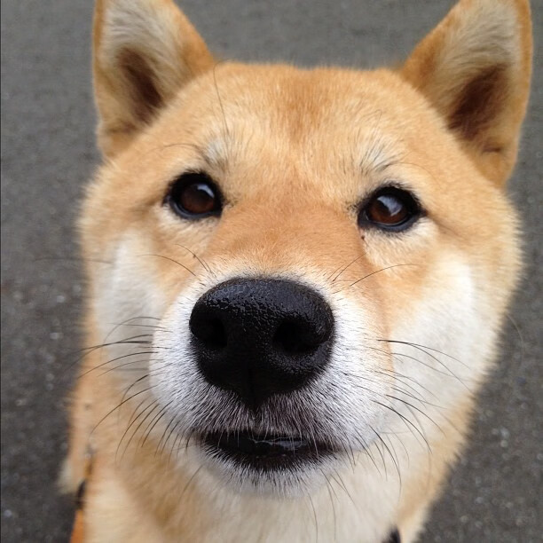 德甲速度突破：瞬间突入，精彩无穷！，德甲最快进球纪录