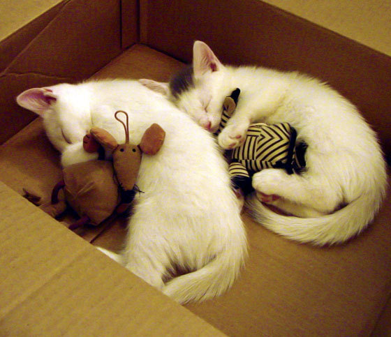 随机掘金上将晒训练单公开分享经验，掘金ai