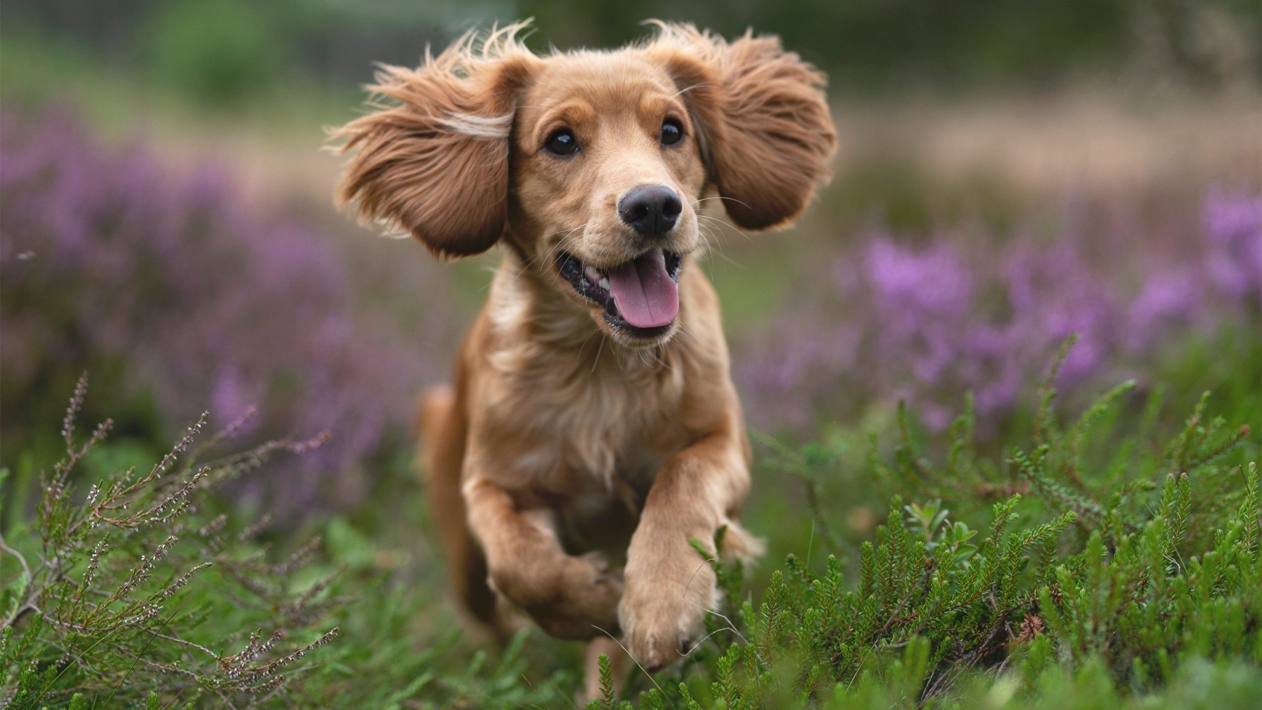 球员场上拼抢积极展现良好身体对抗能力与防守覆盖范围，积极拼抢前场篮板球是防守快攻的方法之一