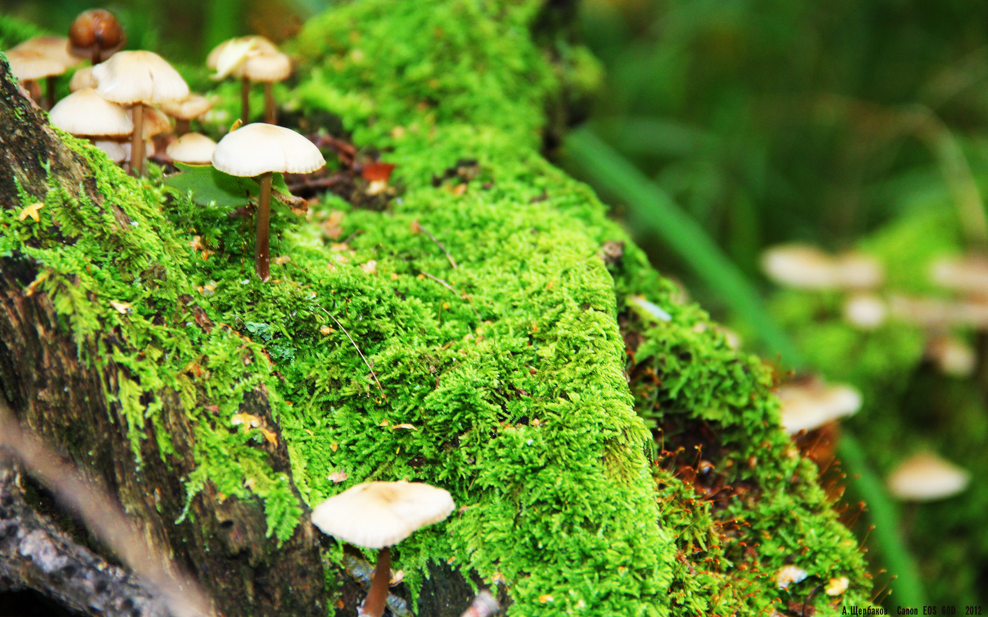 美洲杯明星争光：突破、助攻让人惊叹！，美洲杯谁出线了