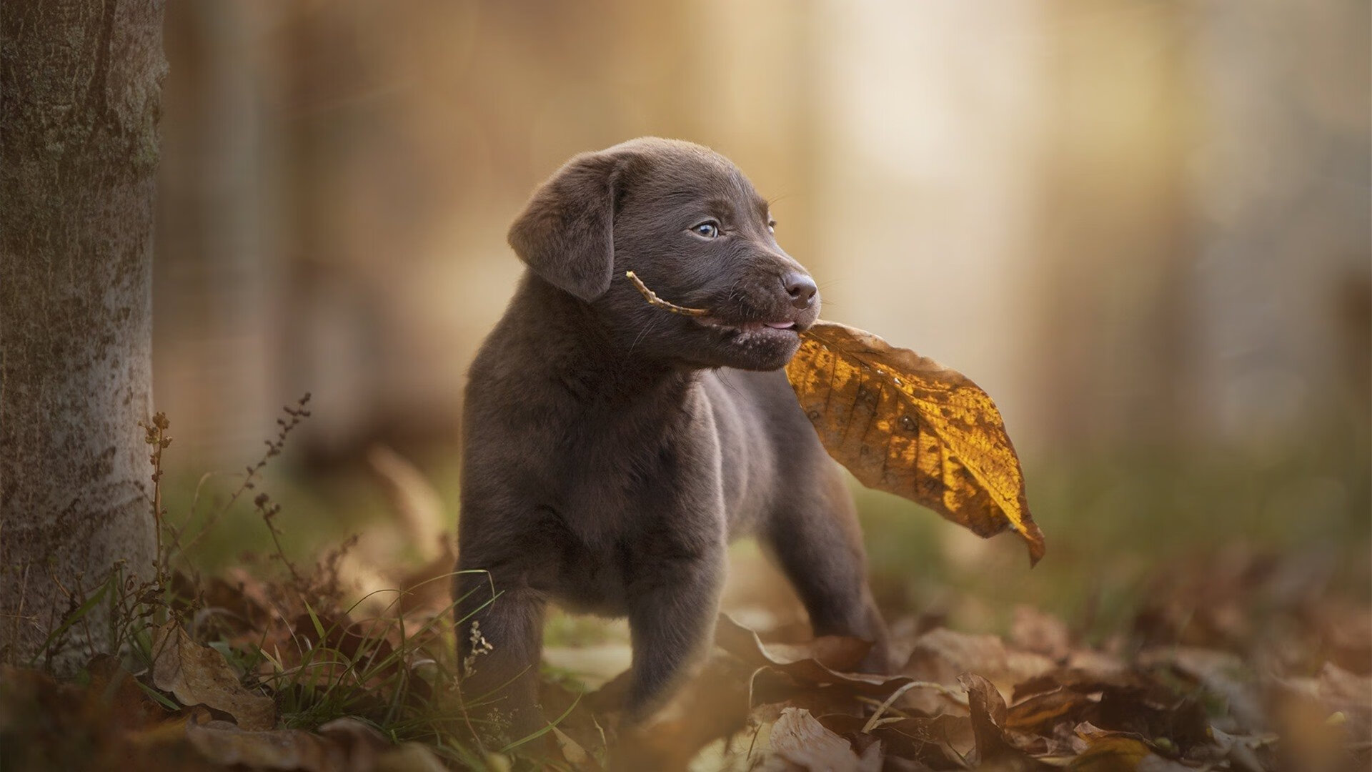 蝶泳选手划幅优化，后程爆发力增强，蝶泳划手动作