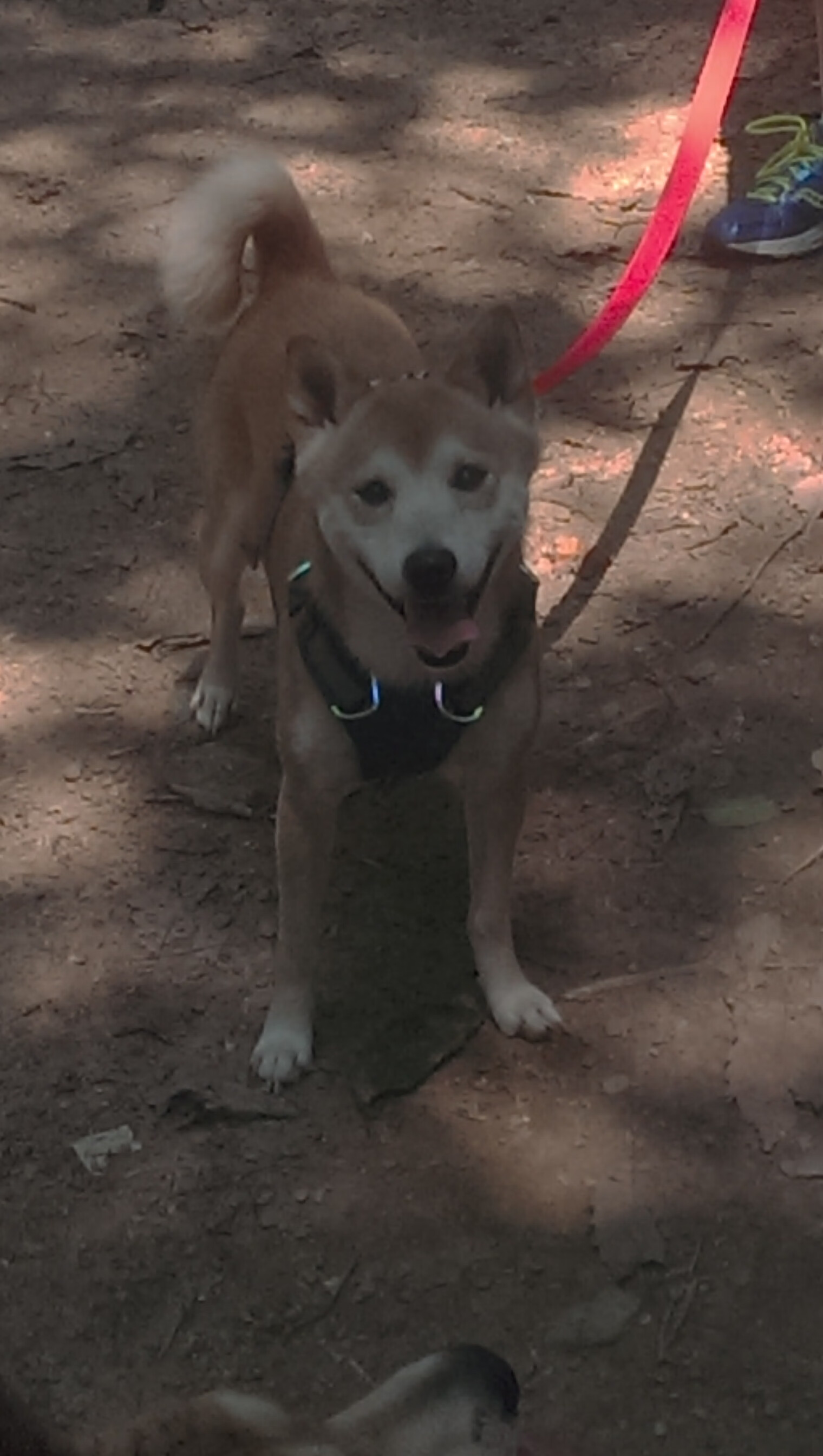 西甲联赛中的跨国球员生活故事，西甲球员国籍