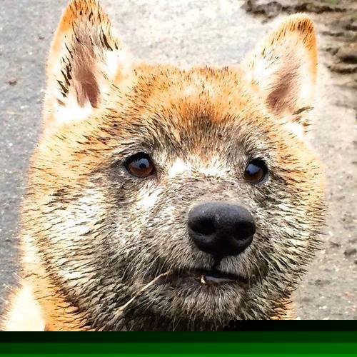 随机青少年篮球国际交流计划公布多批球员即将赴海外参训，国际青少年篮球锦标赛