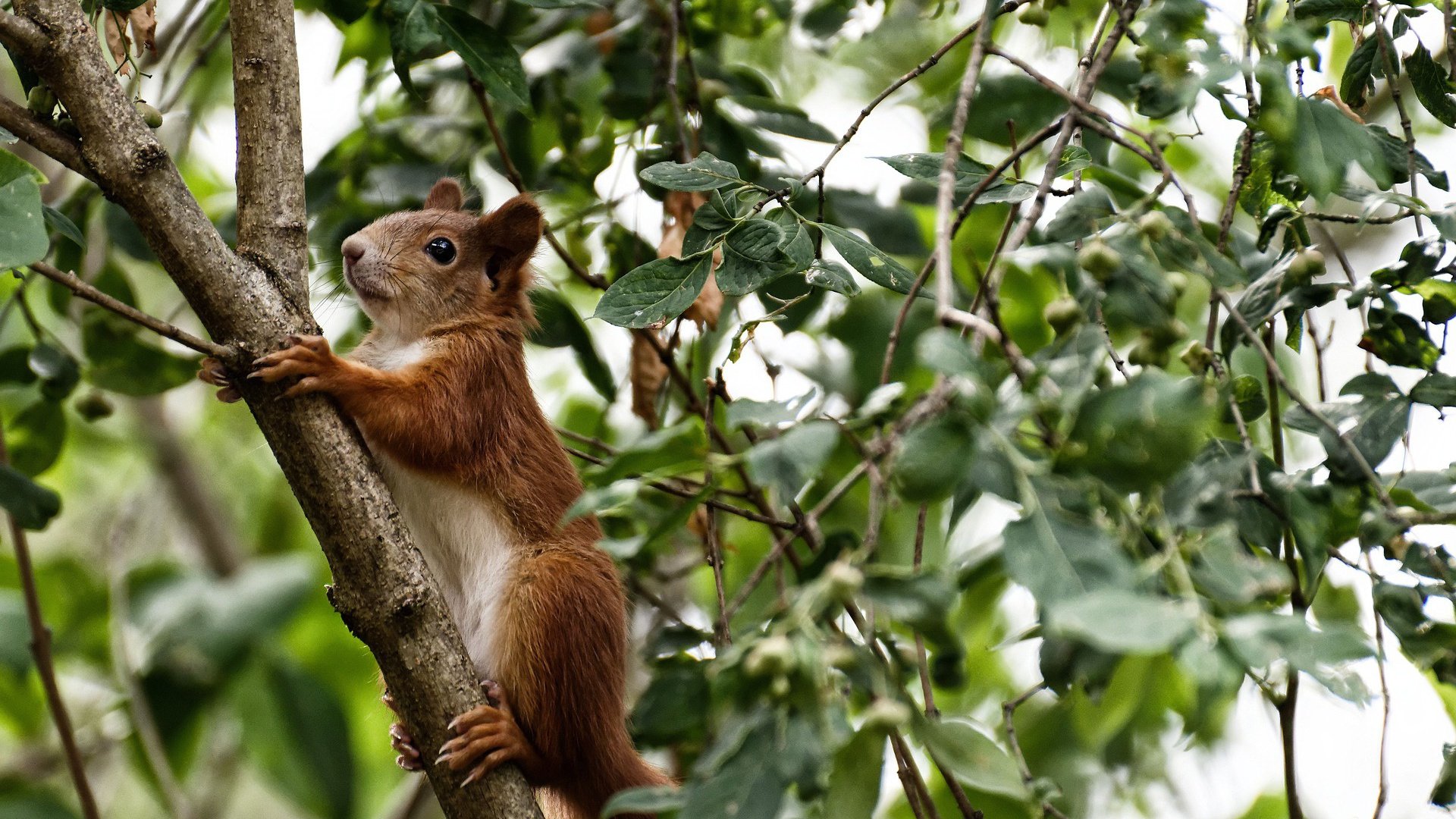 马拉维男篮在非洲锦标赛中创造历史，荣耀再升华，非洲马拉维介绍
